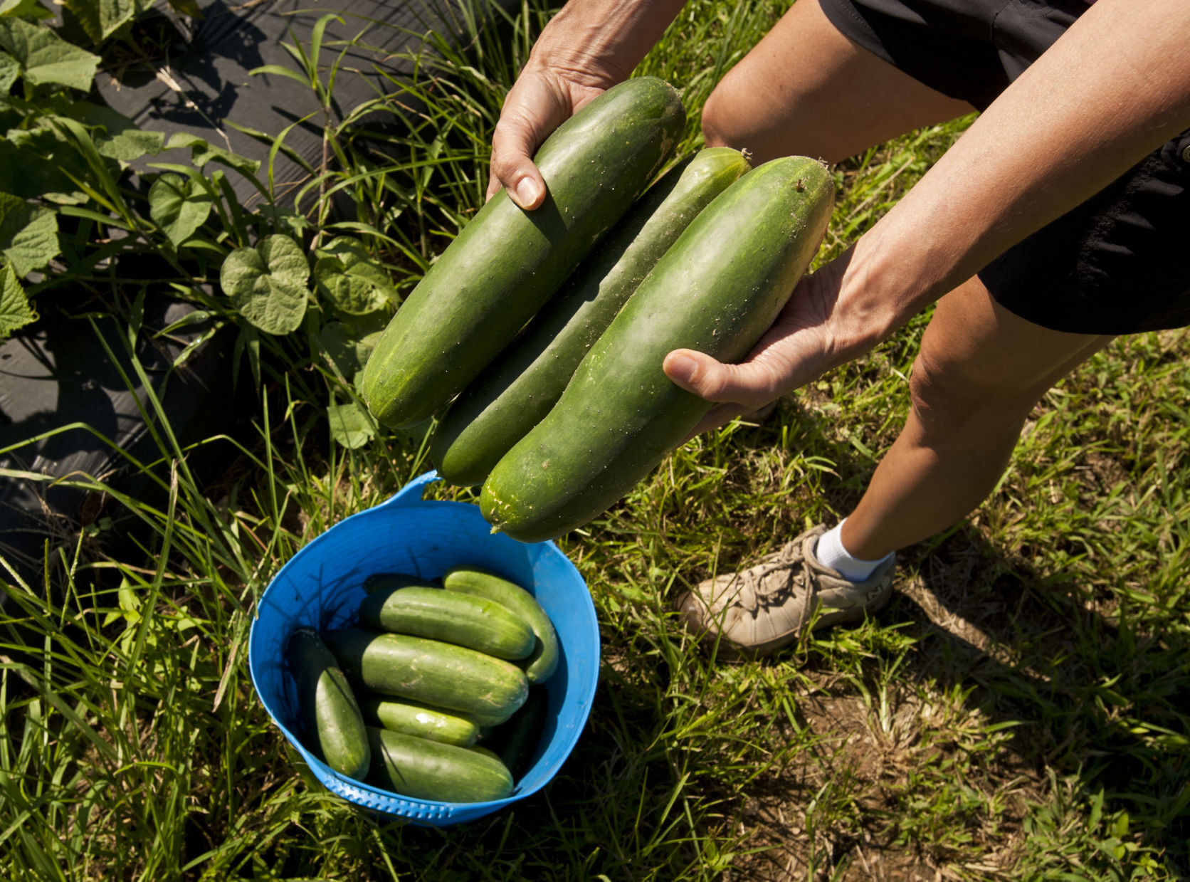 Food Bank garden